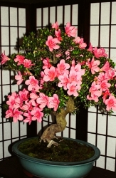 Bonsai copyright � almostedenplants.com